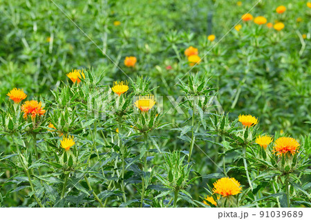 初夏の風景　ベニバナ 91039689