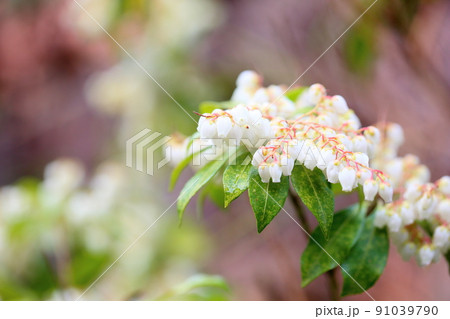 アセビの花 アセビの花 91039790