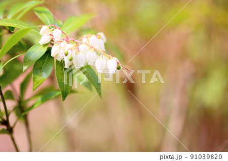 アセビの花 91039820
