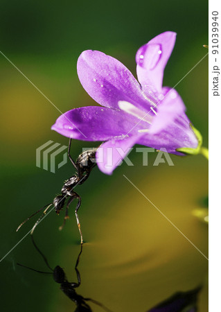 花の上のオオクロアリ 花の上のオオクロアリ 91039940