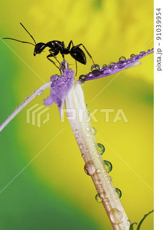 花の上のオオクロアリ 花の上のオオクロアリ 91039954