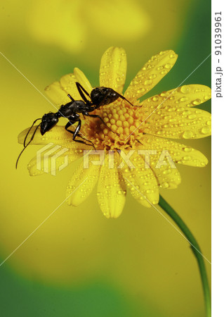 花の上のオオクロアリ 91039961