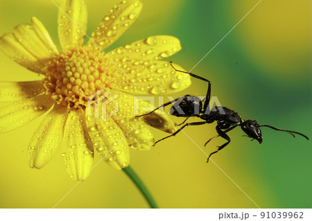 花の上のオオクロアリ 花の上のオオクロアリ 91039962