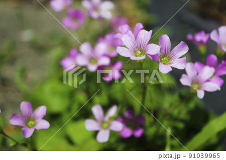 ムラサキカタバミ 91039965