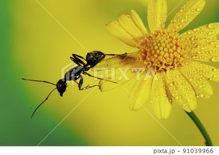 花の上のオオクロアリ 91039966