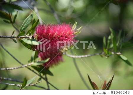 ブラシの木の花 ブラシの木の花 91040249