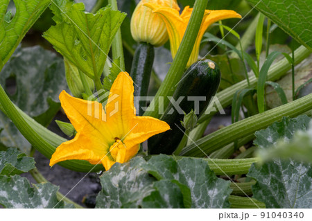 ズッキーニ　ウリ科カボチャ属 91040340