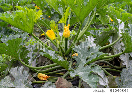 ズッキーニ　ウリ科カボチャ属 91040345