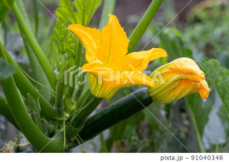 ズッキーニ　ウリ科カボチャ属 91040346
