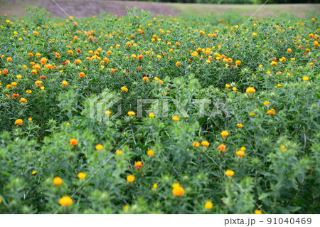 初夏の風景 ベニバナ 初夏の風景 ベニバナ 91040469