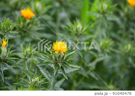 初夏の風景　ベニバナ 91040476