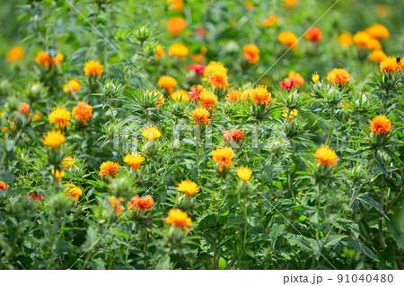 初夏の風景　ベニバナ 91040480
