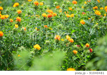 初夏の風景 ベニバナ 初夏の風景 ベニバナ 91040481