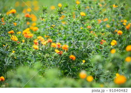 初夏の風景　ベニバナ 91040482