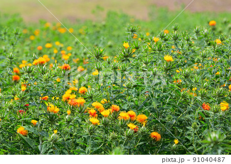 初夏の風景 ベニバナ 初夏の風景 ベニバナ 91040487