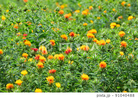 初夏の風景 ベニバナ 初夏の風景 ベニバナ 91040488