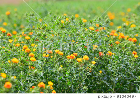 初夏の風景　ベニバナ 91040497