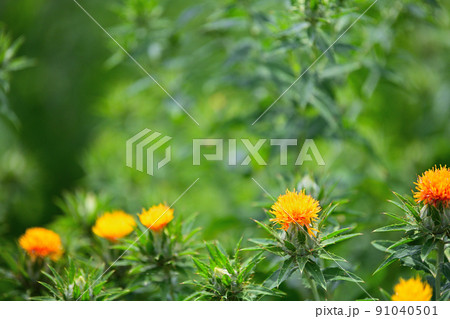 初夏の風景 ベニバナ 初夏の風景 ベニバナ 91040501