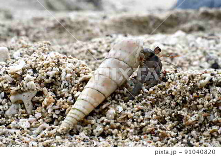 奄美大島の海岸で暮らすオカヤドカリの仲間 91040820