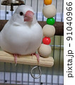 白文鳥 91040966