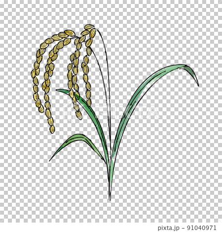 稲のイラスト 線あり水彩画風 稲のイラスト 線あり水彩画風 91040971