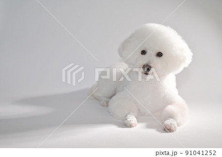 伏せをして斜め上を見上げながらポージングする白犬　白背景右寄せ配置 91041252