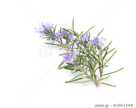 Rosemary sprig flowering isolated on white background. Aromatic evergreen shrub 91041349