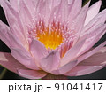 蓮の花 91041417