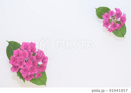 白背景を用いて撮影した赤紫色の大小の紫陽花　対角配置 91041857