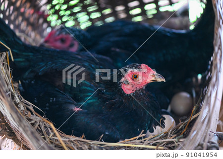 Hen incubating eggs on the nest , black hen is sitting on the egg in chicken farm in the countryside Hen incubating eggs on the nest , black hen is sitting on the egg in chicken farm in the countryside 91041954