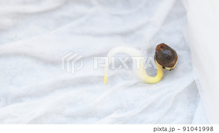 Cannabis Seedling on tissue wet for planting , close up Sprout Cannabis seeds , Hemp seeds , Marijuana seed. THC CBD 91041998