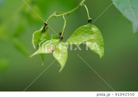 ミツバウツギの実 91042550