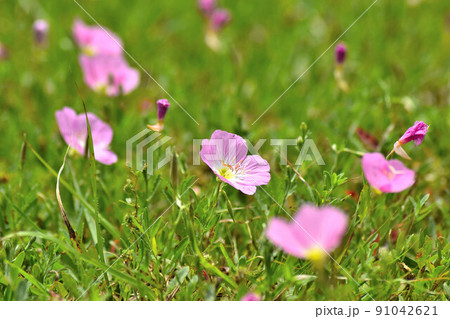 沖縄に咲く桃色昼咲き月見草 沖縄に咲く桃色昼咲き月見草 91042621