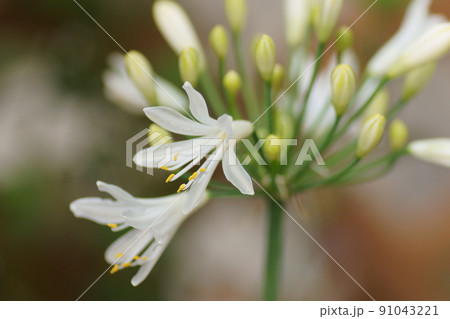 アガパンサス 91043221