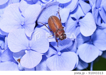 クリイロコガネ クリイロコガネ 91043313