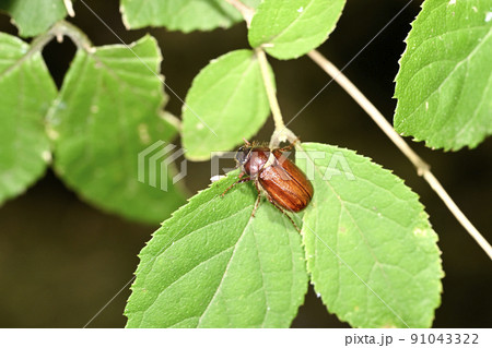 ナガチャコガネ 91043322