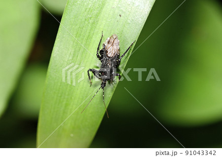 ヤニサシガメ 91043342