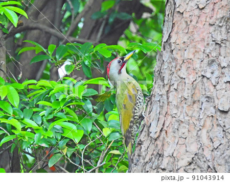 口笛のような声で鳴く日本固有種の野鳥キツツキ目のアオゲラ 口笛のような声で鳴く日本固有種の野鳥キツツキ目のアオゲラ 91043914
