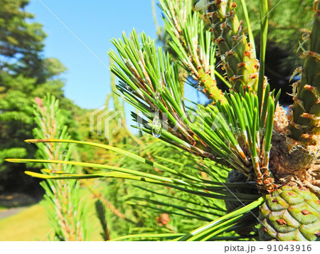 常緑高木のクロマツから分泌された透明の美しい松ヤニ 91043916