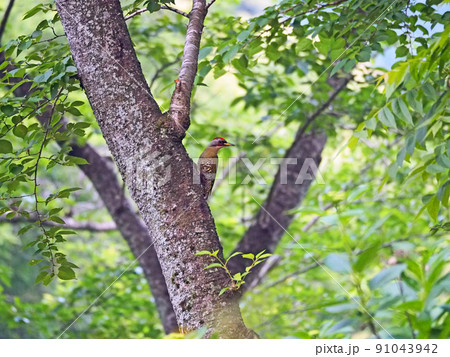 日本固有種の鳥赤い頭と頬のキツツキ目アオゲラ 日本固有種の鳥赤い頭と頬のキツツキ目アオゲラ 91043942