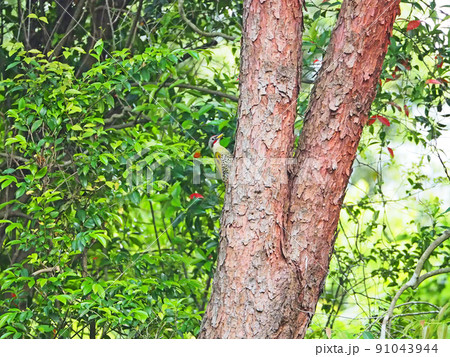 アカマツの幹にとまるキツツキ目の野鳥頭が赤いアオゲラ 91043944