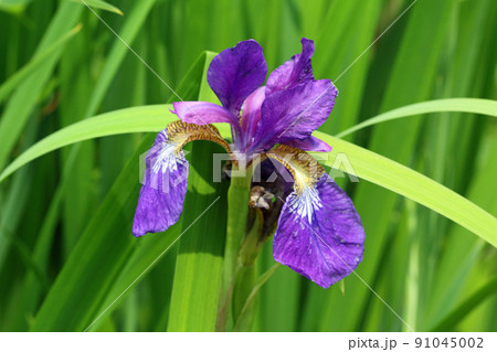 アヤメの花一輪　福島県只見町 91045002