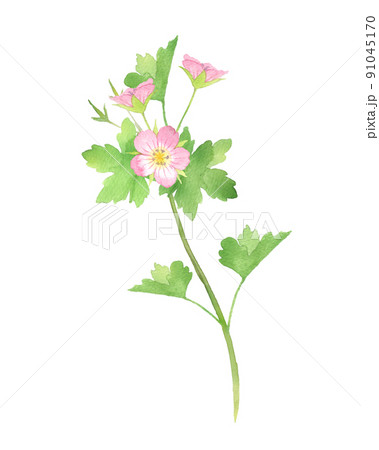 ゲンノショウコの水彩画　ピンク 91045170