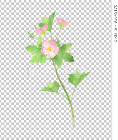 ゲンノショウコの水彩画　ピンク 91045170