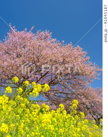 静岡南伊豆_みなみの桜と菜の花まつり 静岡南伊豆_みなみの桜と菜の花まつり 91045187