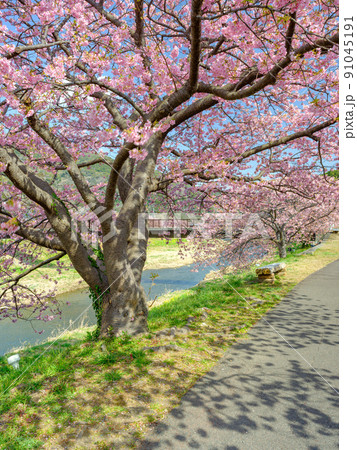 静岡南伊豆_みなみの桜と菜の花まつり 91045191