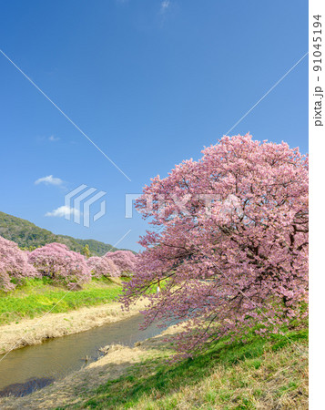 静岡南伊豆_みなみの桜と菜の花まつり 静岡南伊豆_みなみの桜と菜の花まつり 91045194