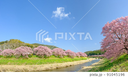 静岡南伊豆_みなみの桜と菜の花まつり 91045196