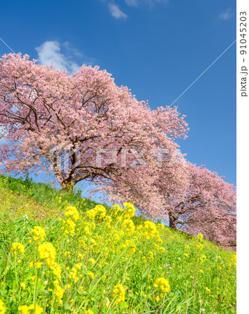 静岡南伊豆_みなみの桜と菜の花まつり 91045203