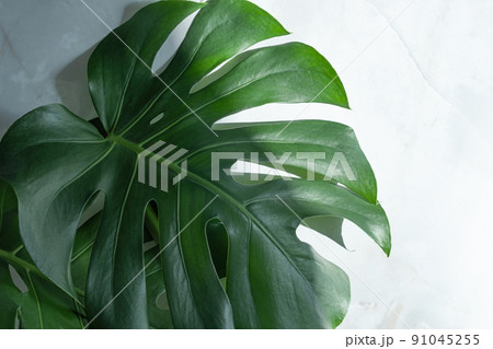 Monstera 91045255